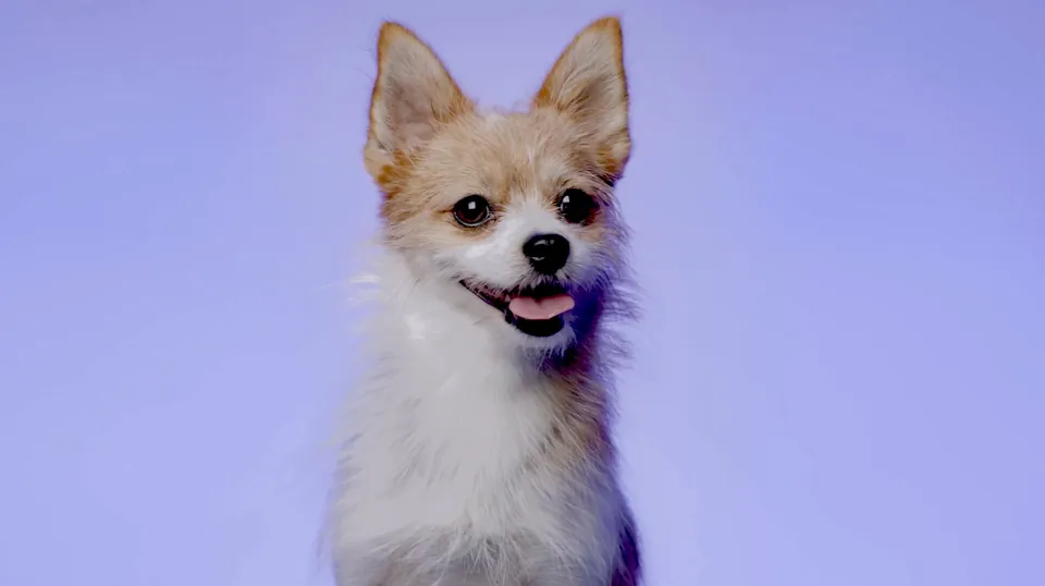 Kleiner Hund vor einem in CI Farbe ausgeleuchteten Studiohintergrund, humorvolle Szene aus dem Herweck AG Recruitingfilm im Studio